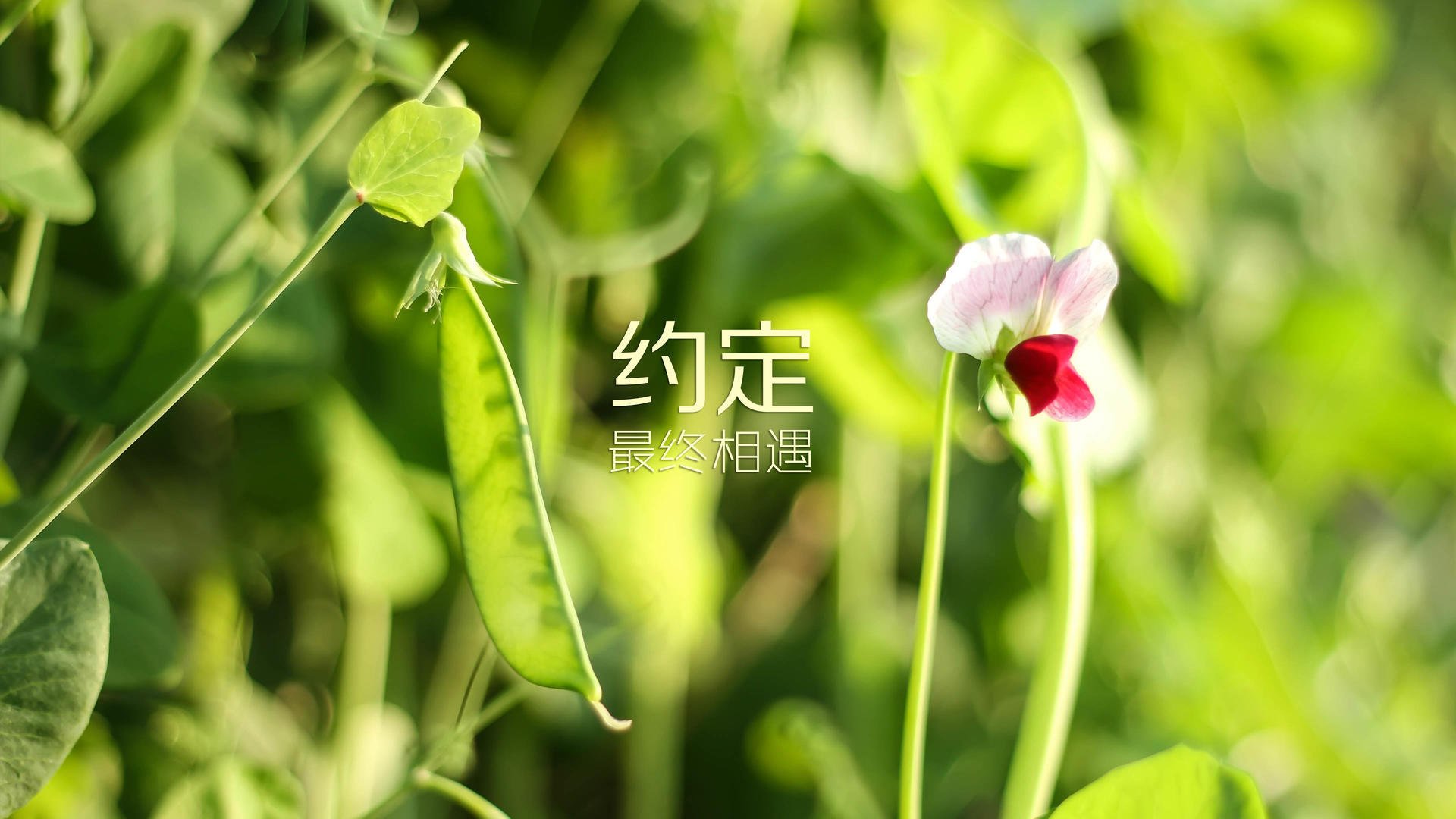 开云体育平台-中超赛季球队净进球趋势图表，中超赛季球队净进球趋势图表最新