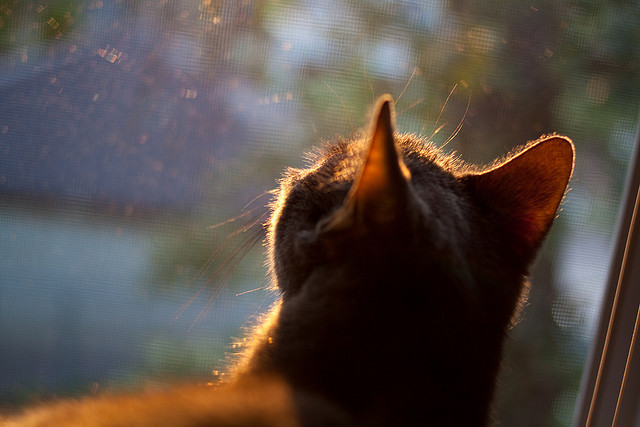 开云体育网站-澳德蝶泳划频接近水面率更高，奥运蝶泳视频
